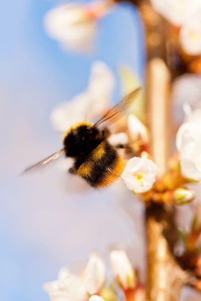 HONEY IN AYURVEDA