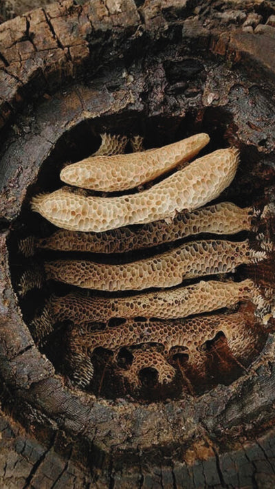 THE MIRACLE OF THE BEES: THE NATURAL SYSTEM OF THE BLACK HIVES